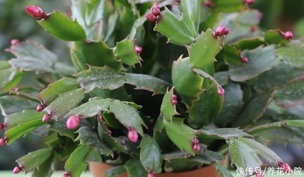 养长寿花蟹爪兰,别只顾浇水,用上“1种肥”,花苞稠密早开花