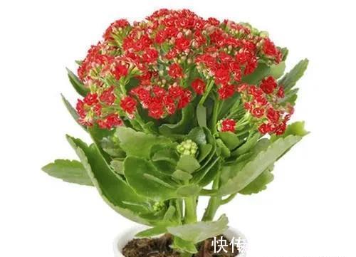 花卉|家里养有六种花卉的,可别忘了掐心,越掐爆盆越快,开花越多