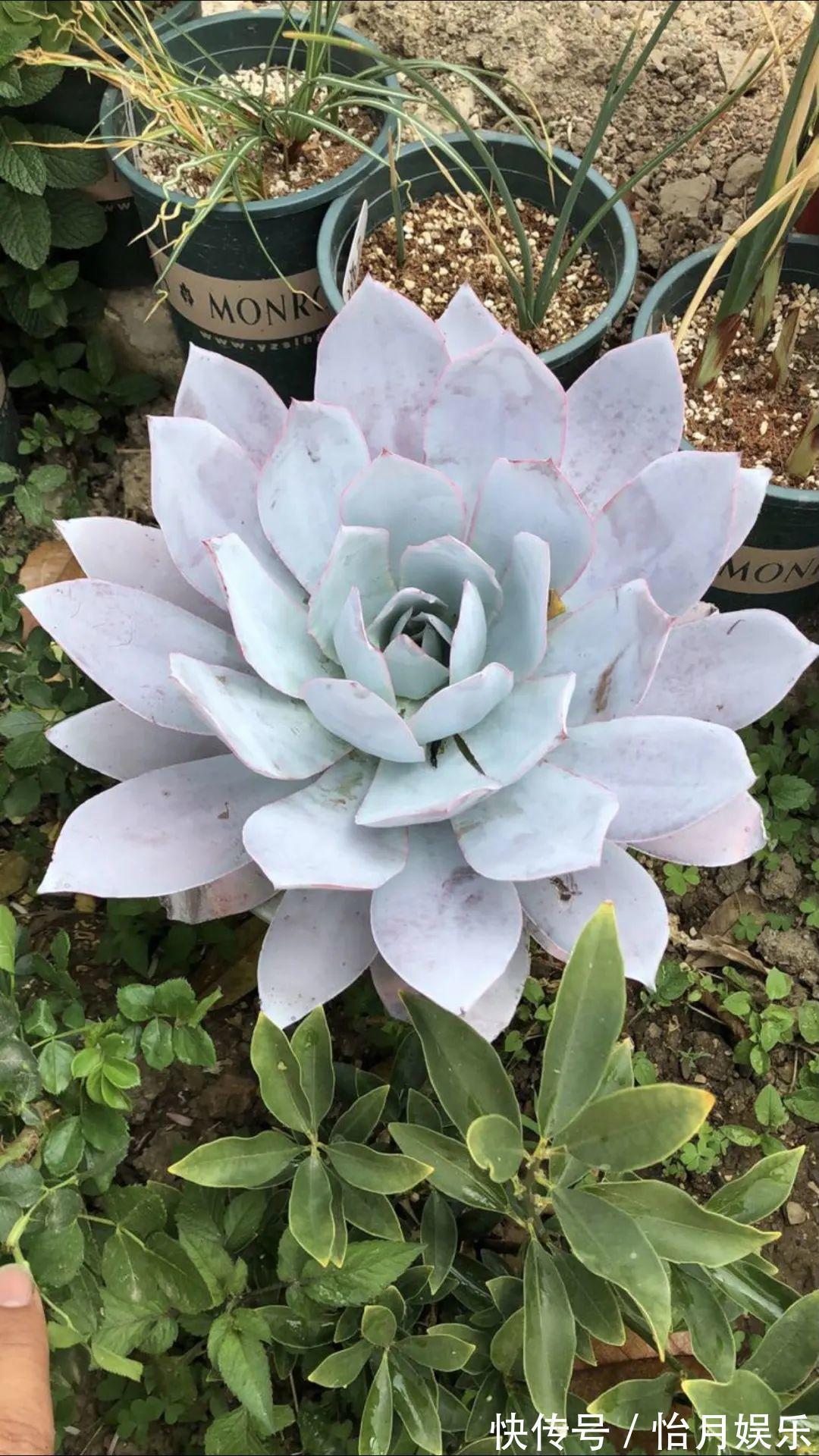 花也能成精,养成巨无霸,一次开花50朵,比小孩还高!