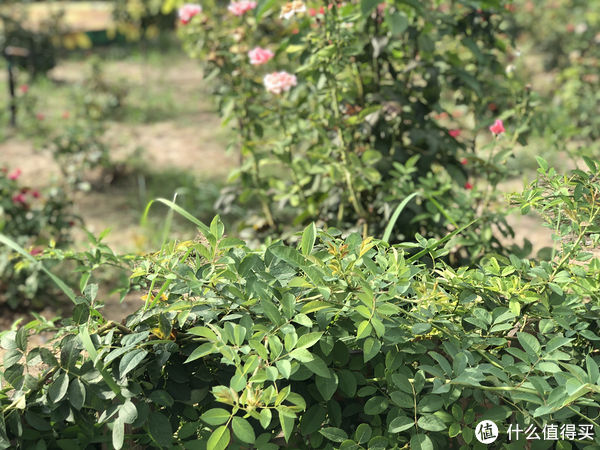 食材|立秋以后，“啃秋”有讲究，无论价格贵贱，这5种食材都要少吃