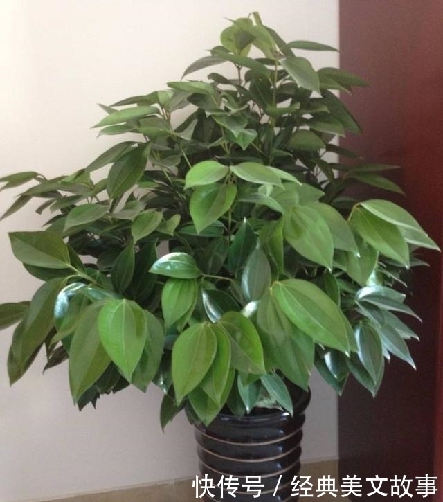 花卉|4种花，大户人家养的多，个个四季常青寓意好