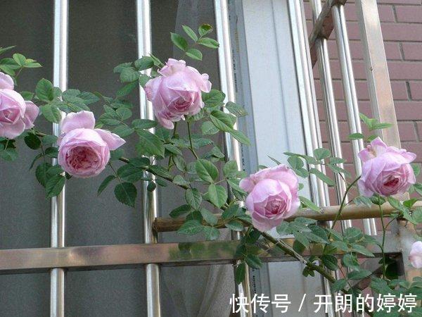 8种浓香型月季,个个惊艳十足,花香闻之沁人心脾,让人爱不释手