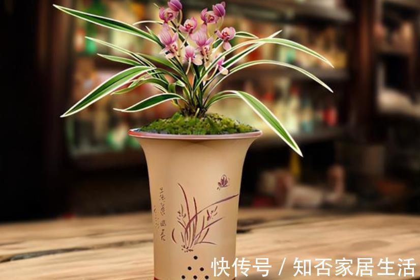 兰花|此花比绿萝好养，花叶俱美，清香宜人，值得拥有