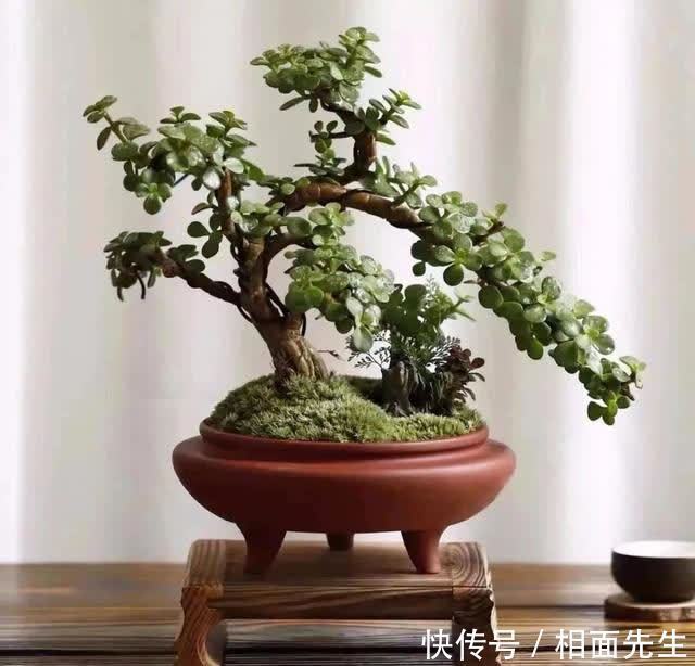 修剪|春天养金枝玉叶,做好这几件事,叶子绿油油的,越养越值钱