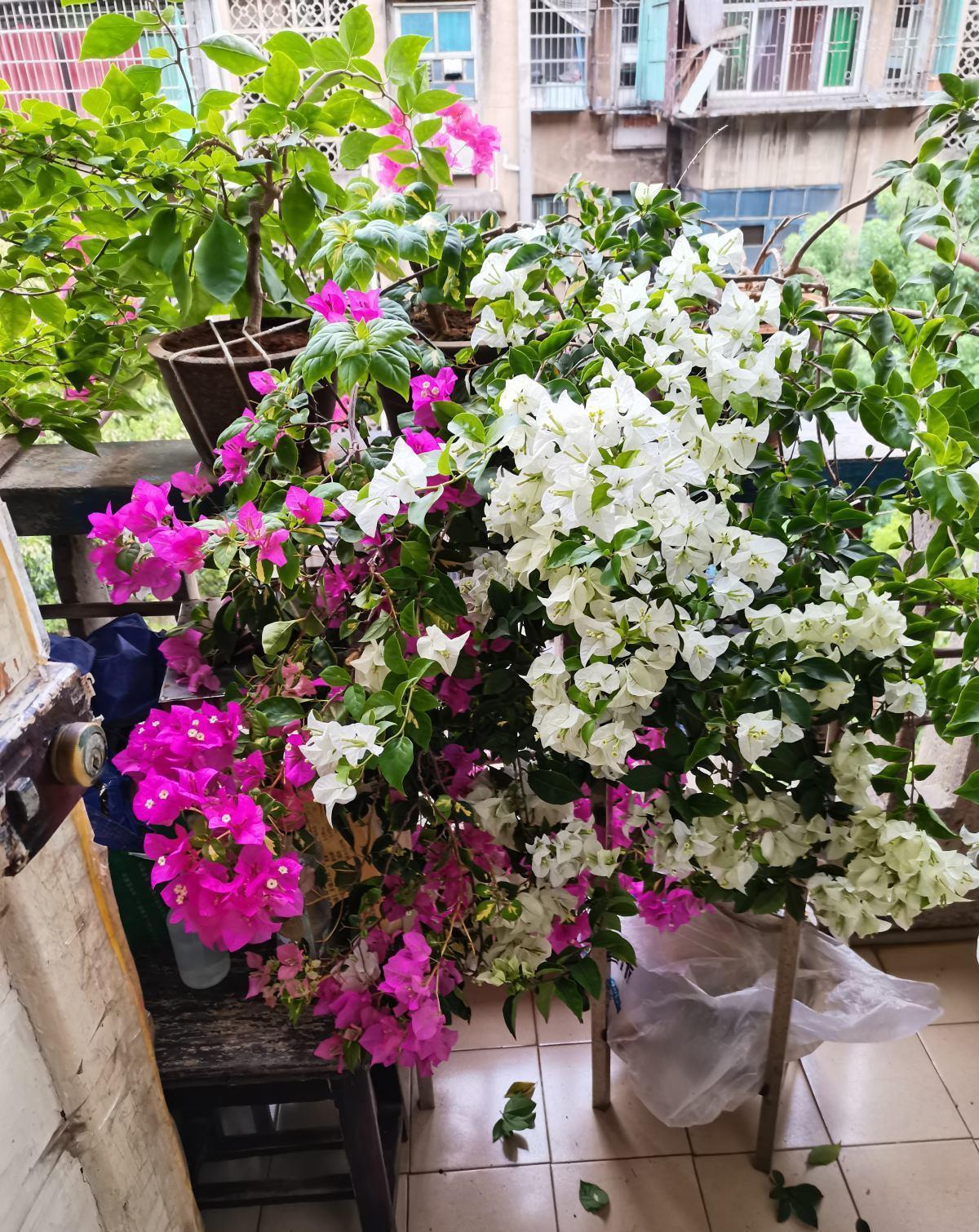 院子里种6种花,开春能开上千朵,院子变花园