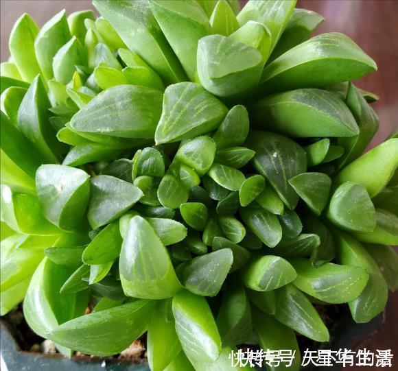 休眠期|夏天养几种“耐热多肉”，不怕酷暑，不用休眠，想养死都难