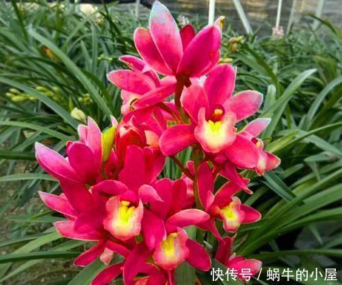 春天买花有技巧，4种花再便宜也别买，养不活白费力！