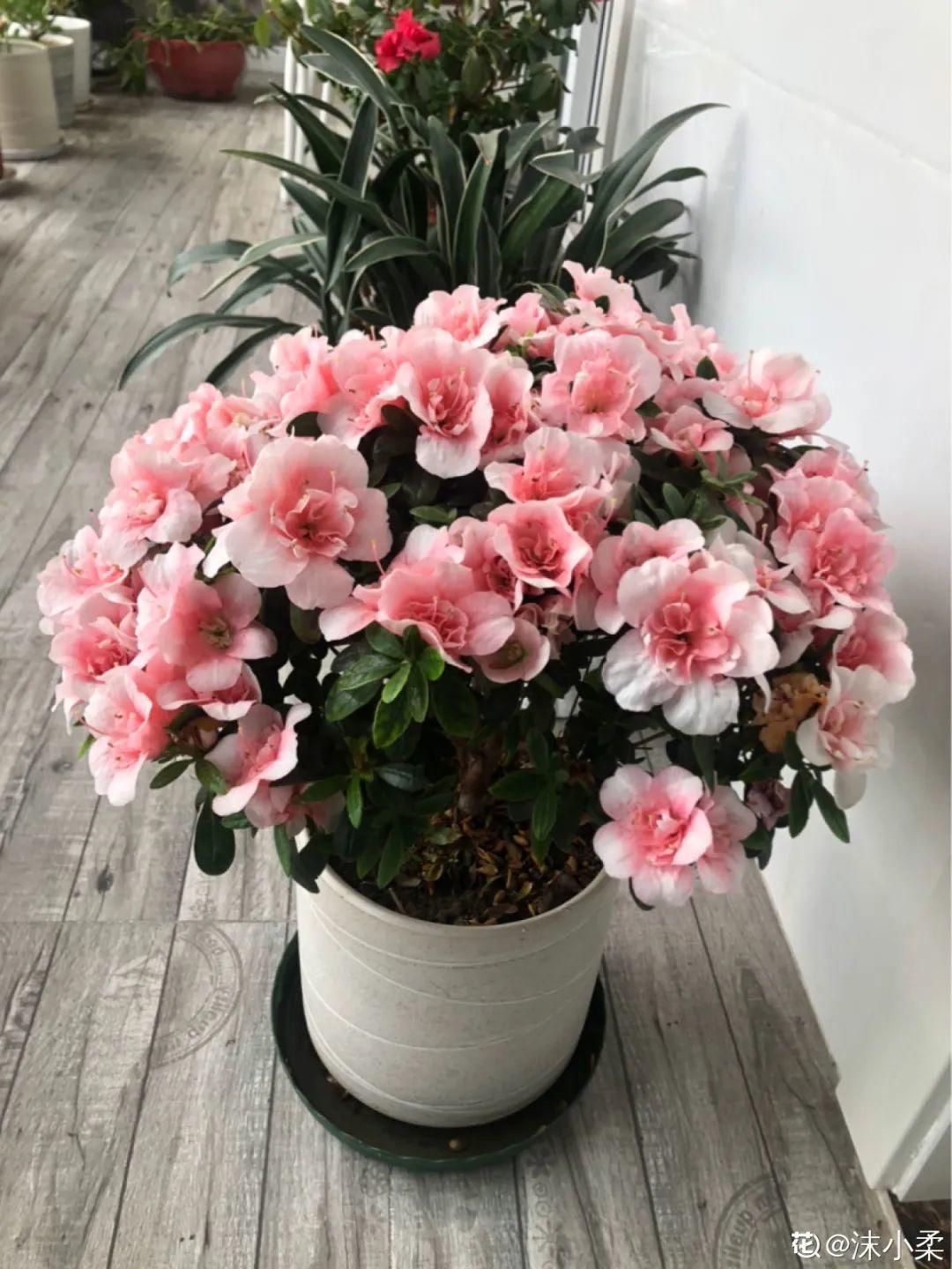 干枯|10种花特怕晒,越晒越黄叶,搬阴凉地儿才能活!