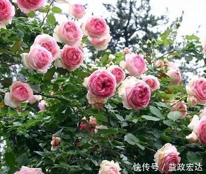 有个小院子，养上4种花，花量大，花期长，全年开花300天