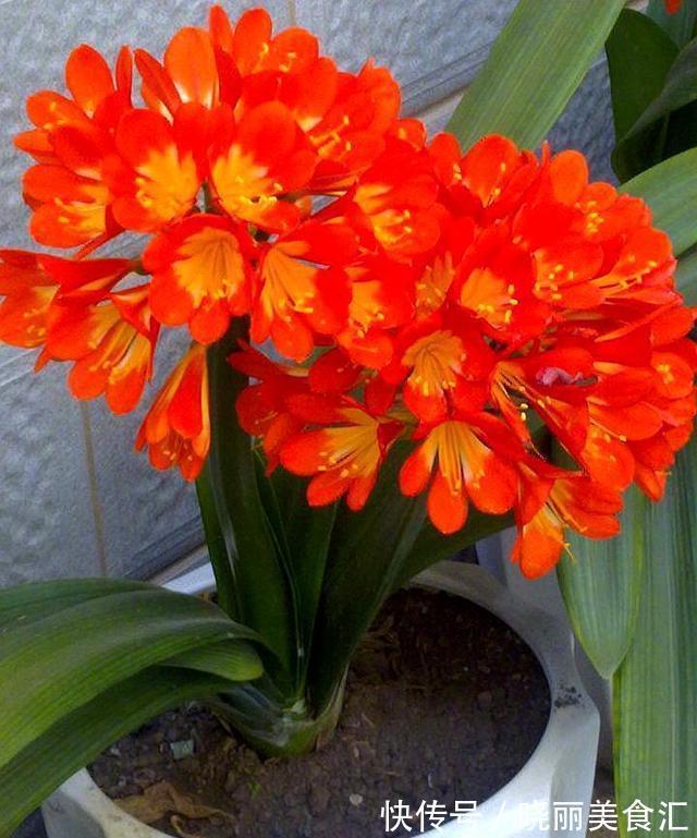 4种花超喜欢喝油,半个月喝1斤,花叶都窜爆