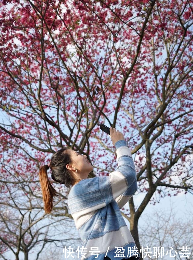 大陆阿里山，藏着中国最美樱花圣地，还登上《世界地理杂志》封面