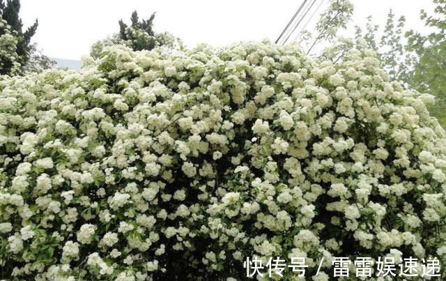 花开像月季,易爆花,-20℃冻不死,好养活不生病,比桂花香10倍