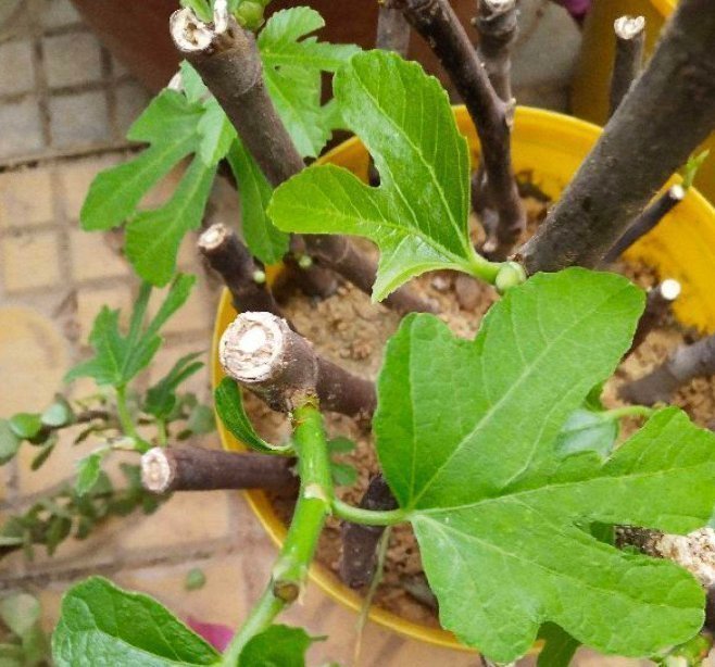 河沙才是养花万能土,家里的花,从不烂根、不黄叶