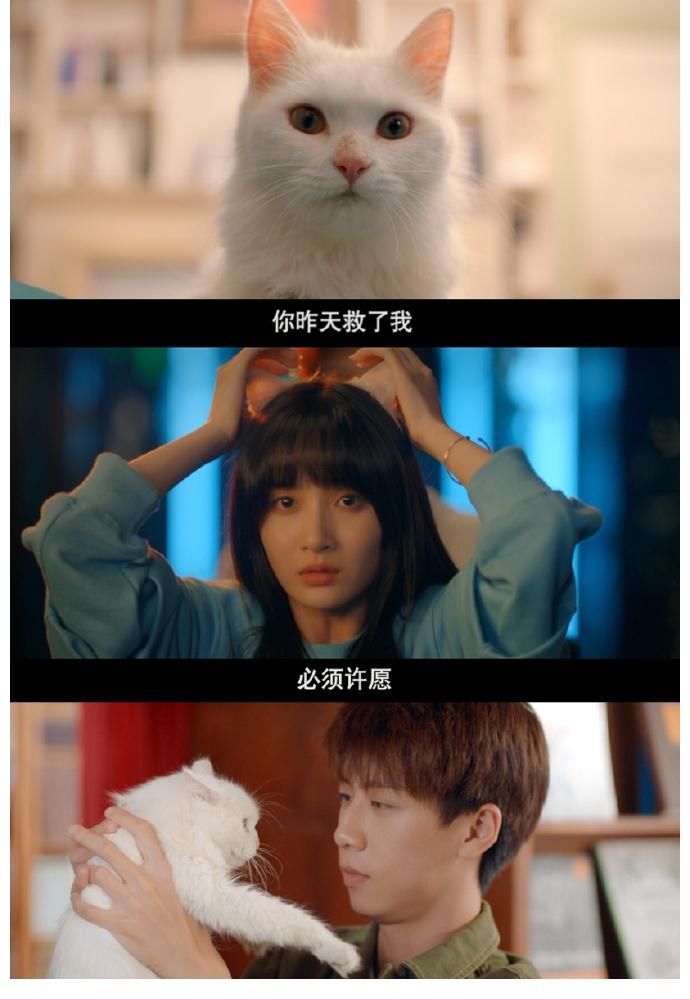 青春有你2|《喵，請(qǐng)?jiān)S愿》今晚首播，“獅子貓”葛鑫怡來地球向任宥綸報(bào)恩啦