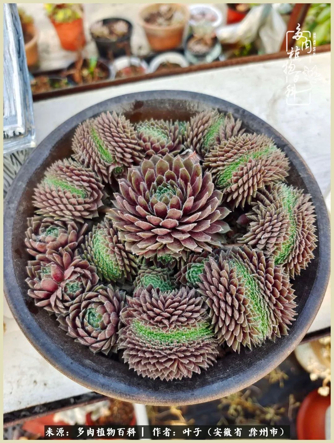 多肉相伴的美好时光，对多肉已是痴迷入骨！