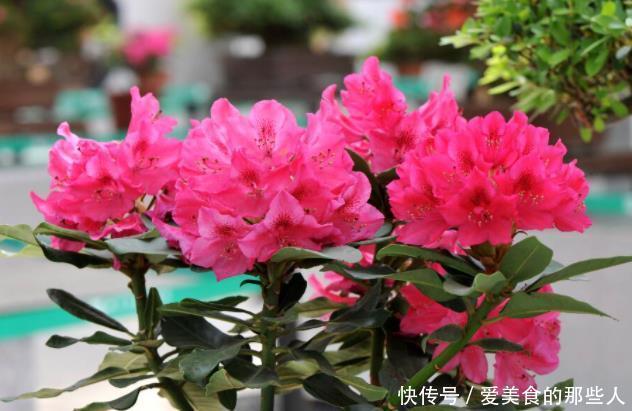 杜鹃花冬天室内有“四怕”,做错赶紧改正,让它叶子油绿不发黄!