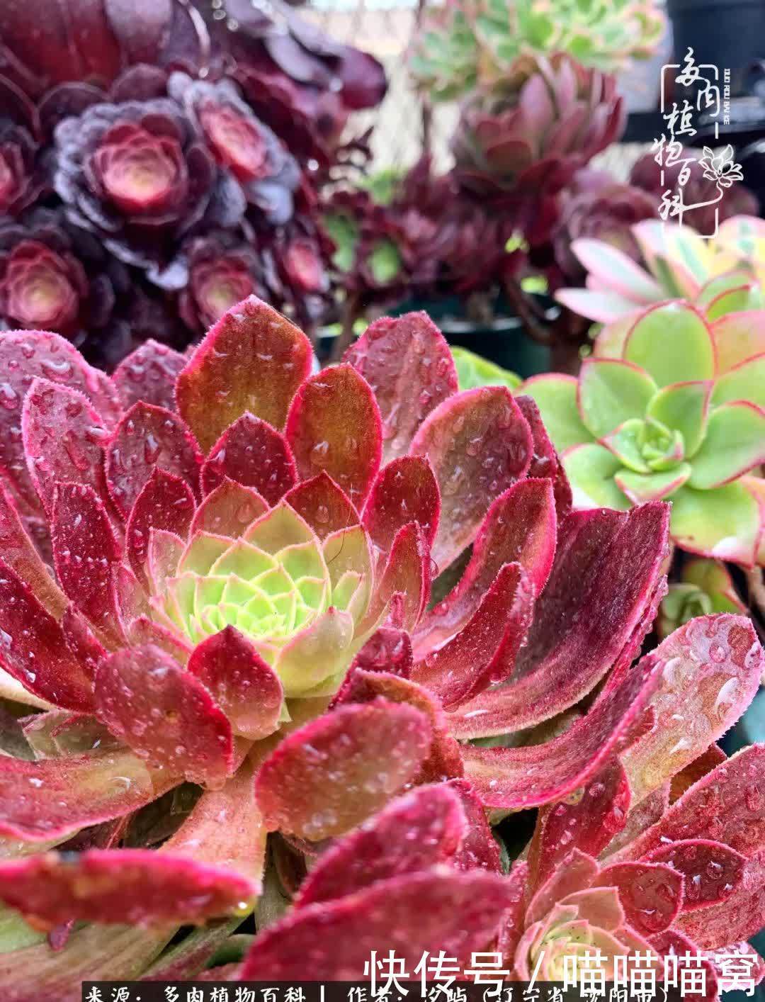 美杜莎|偶然相遇多肉,却成为心中挚爱!