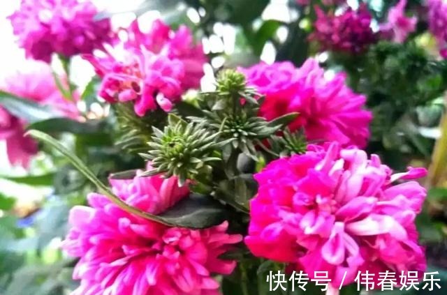 夏天|养花技巧夏天最好养的花,一开花就成球,爆满整个小阳台