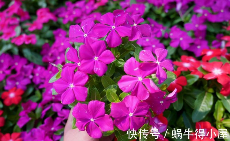 修枝|养花什么时候动手修枝好？遇上这3种情况，早下手早受益