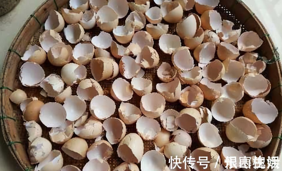 花草|3样东西,吃完留下“废壳”,闷一闷拿来养花,比营养土强10倍