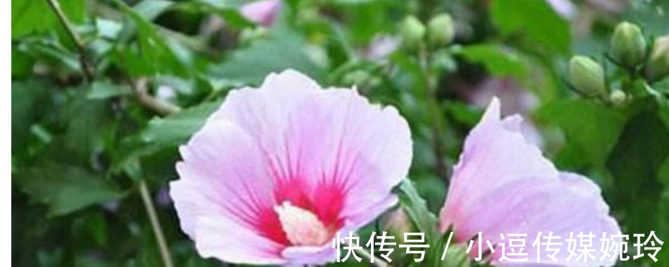 沐稷|古代人一个月不洗头发?两日油三日痒,为何古人的发质那么好?