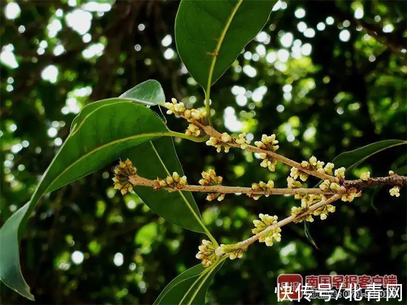 八桂|八桂秋花次第开，风卷一日香漫城