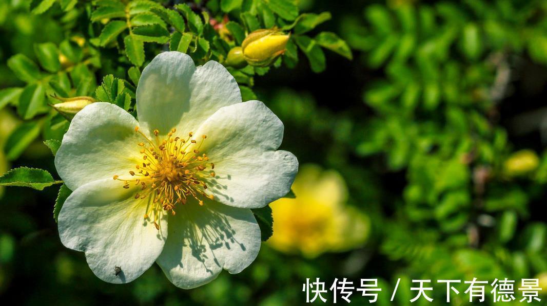 园林|10种天天见的观叶植物你可能叫不上来名字,来看看你能认识几种