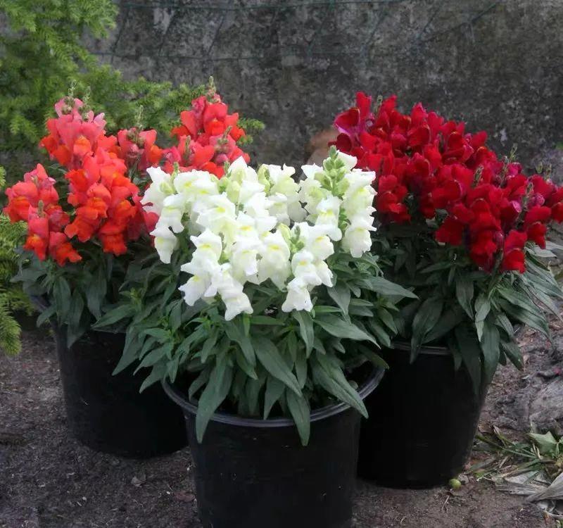 一种小草花,开花像金鱼,家里养几盆,叶绿花艳,漂亮又喜庆