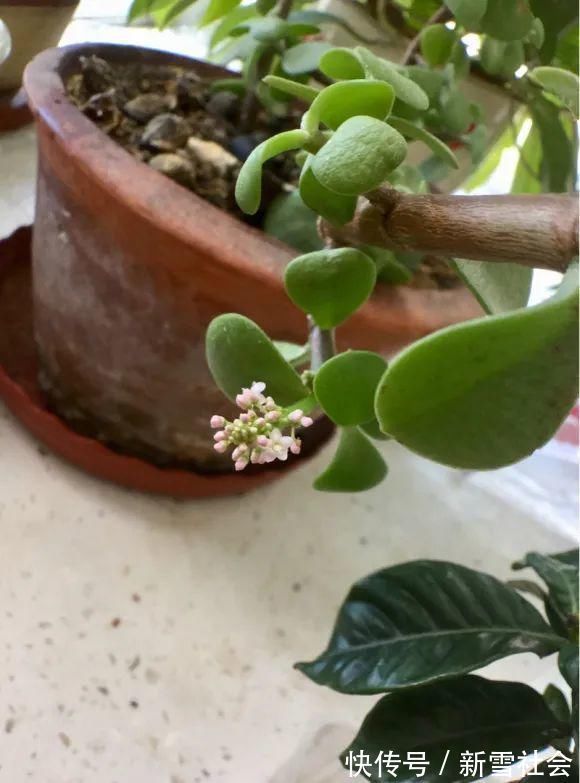 氮钾|金枝玉叶开花了,真花长这样,很多人没见过