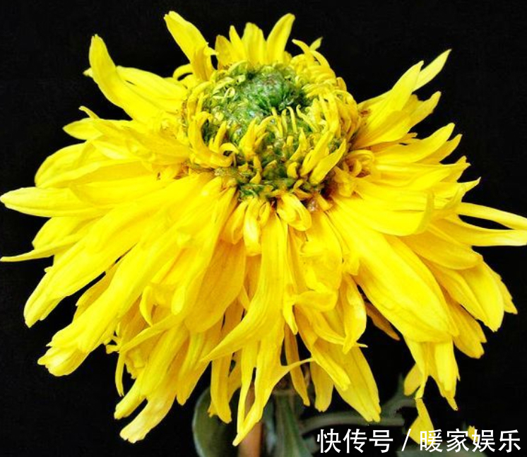 菊花|喜欢菊花，不如养盆“菊之珍品”，开花爆成花海，好养易活