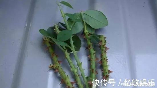 枝条|养花爱好者看过来这15种花现在“扦插”,生根快,一个周就长芽