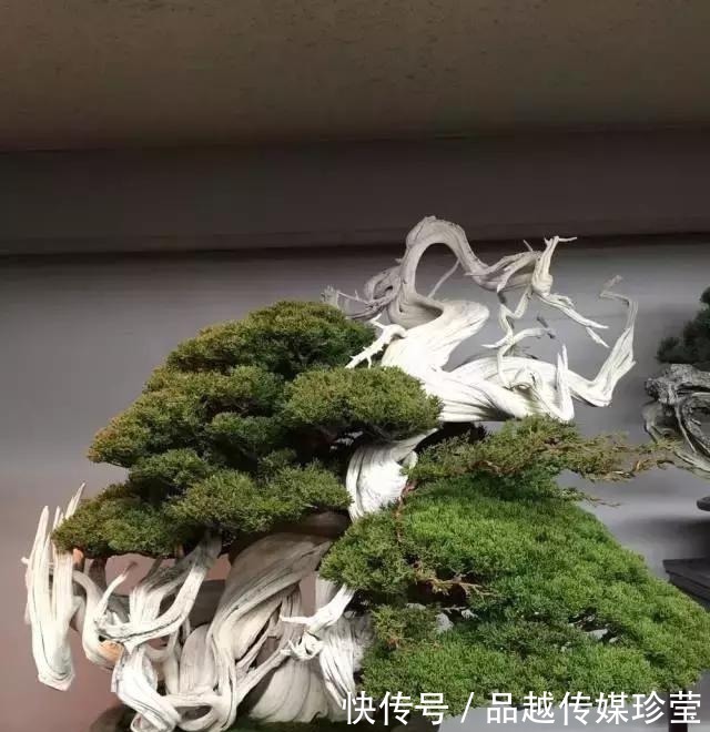 这3种盆景可以养成传家宝,再穷也要养,越老越值钱!