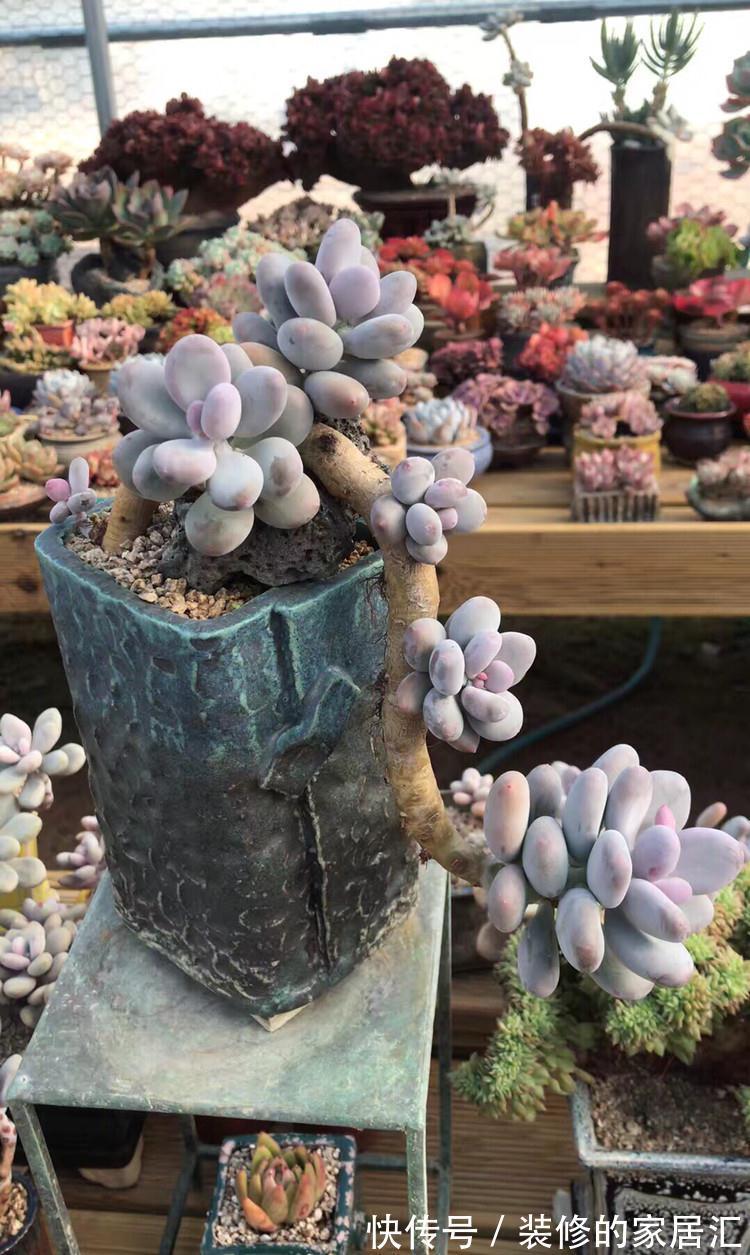 只需要一个简单的动作，就能让你徒长了的多肉变美，变胖