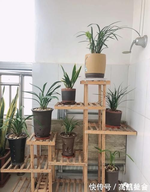 兰花兰花|盆栽养花,花也养人,家里有老人小孩,多养这三种花!