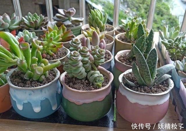 多肉不过夏,只要记住几个要点,完全不用担心多肉会挂掉