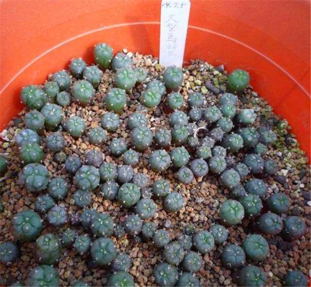 大一被忽悠300元买1盆“多肉”,毕业时一数爆了200个崽,太值了