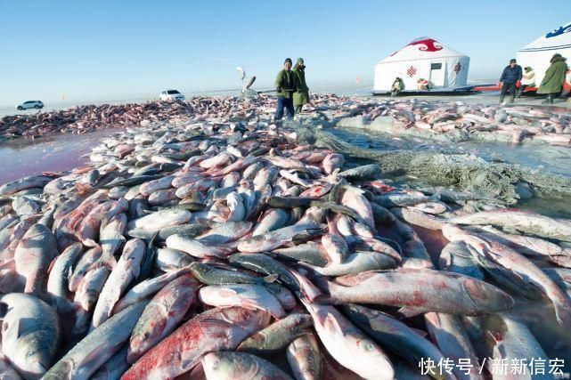 查干湖每年都冬捕，但湖里的鱼却越捞越多，当地老大娘说出实话