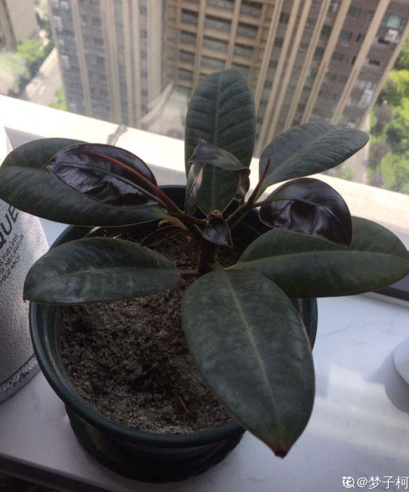 果实|家里有院子的，4种树镇宅好寓意，创造条件也要种