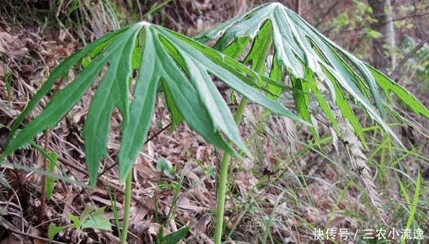 农村山上有种野草, 农民称作“雨伞菜”, 价值很珍贵见到要珍惜