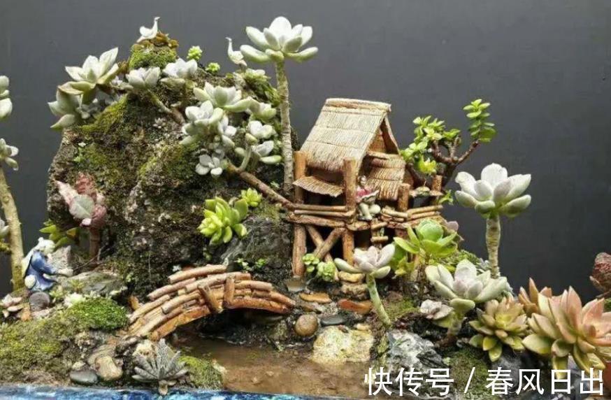 养多肉植物有4个“致死行为”，现在知道还不算晚