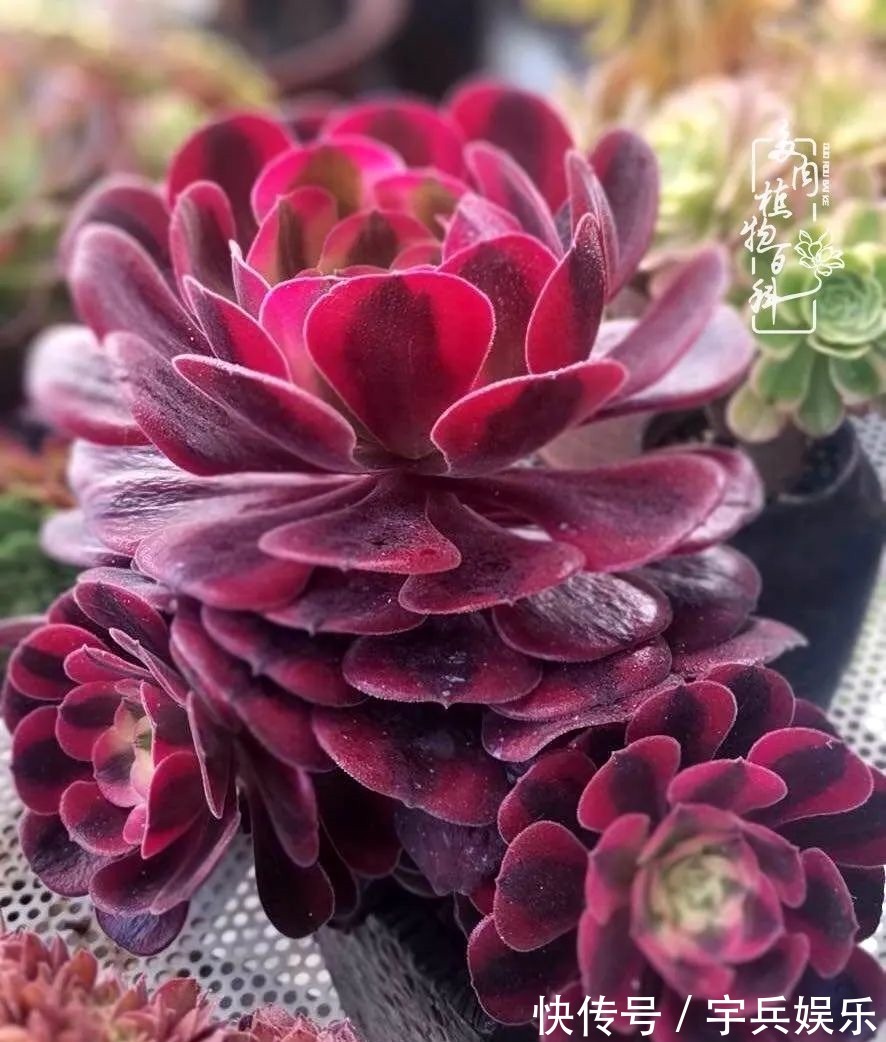 多肉植物|养多肉三年多九万里悟道,终归诗酒田园!