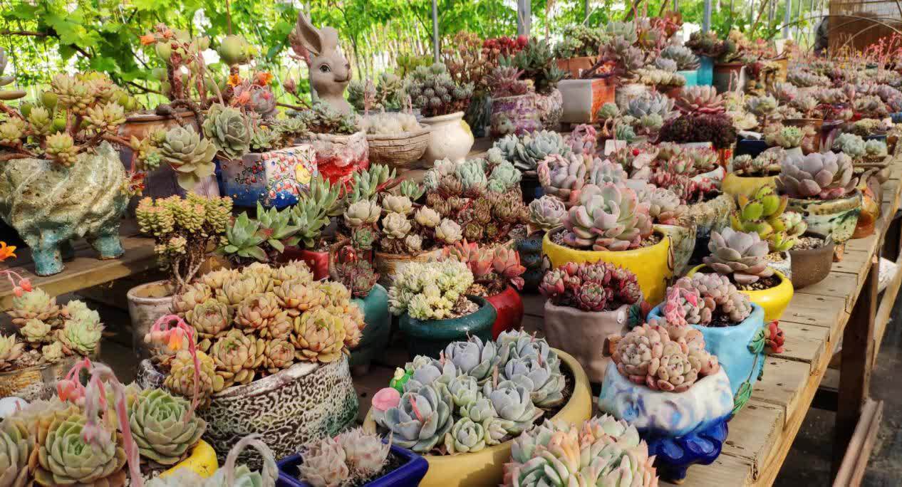 一年四季养多肉,记住浇水3句话,不烂根不化水,姹紫嫣红好状态