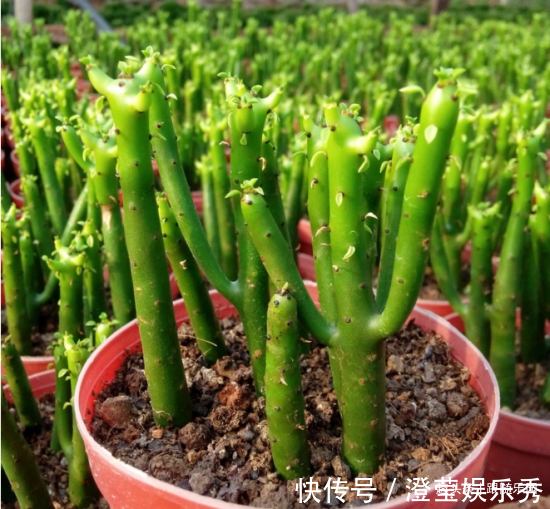 滴水观音|4种“伤人花”,有人经常养,摆在家里高处,那叫一个漂亮!