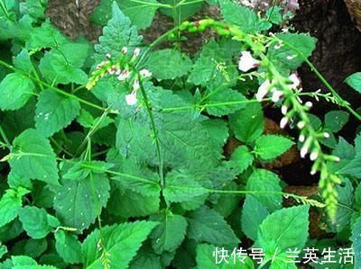 活血化瘀|十人九腰痛，农村不起眼的野草，价值极高，活血化瘀，缓解疼痛