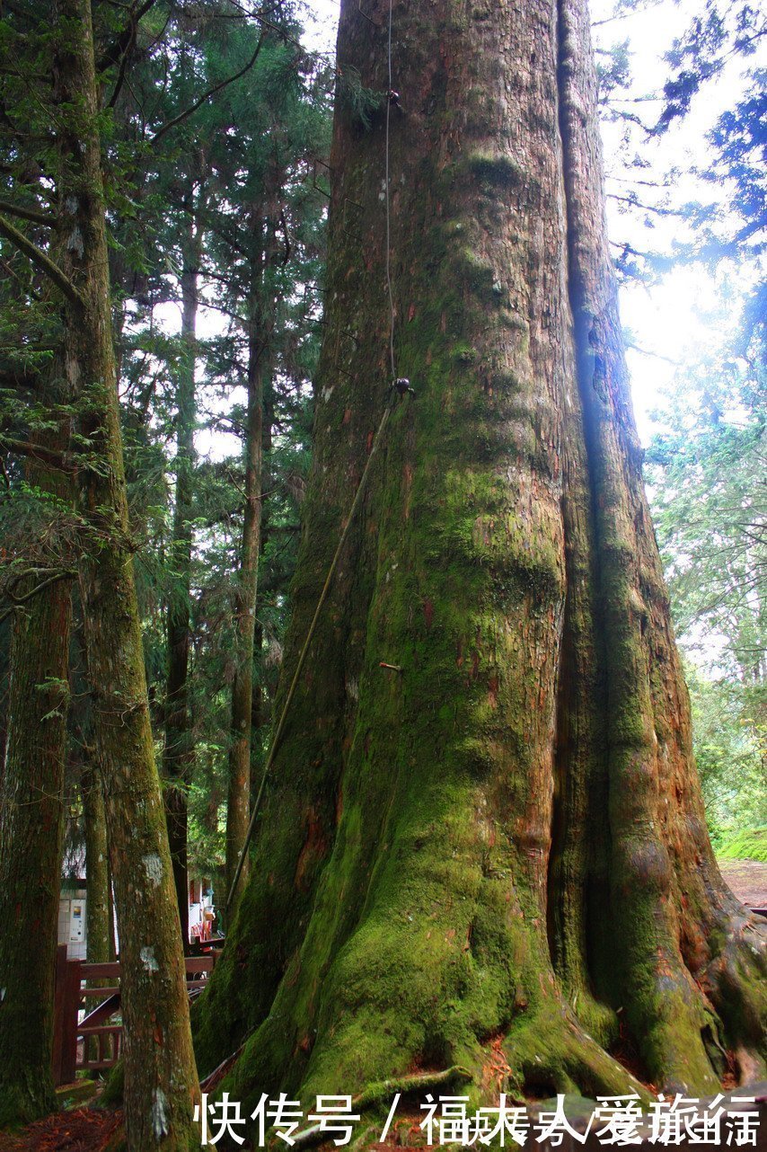 有生之物|亚洲树王2300岁高龄，就在阿里山，需十几人才能合抱