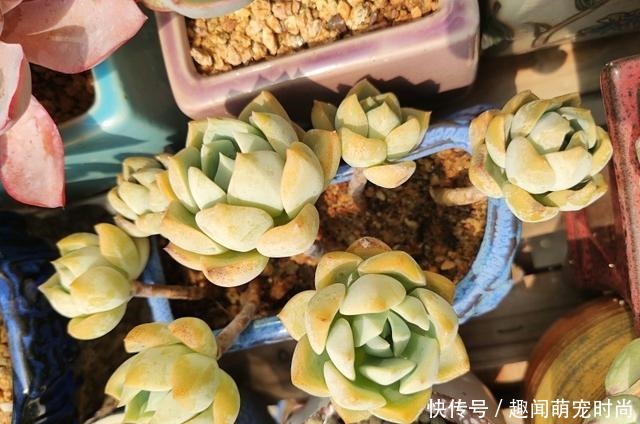 一个月没看的多肉,竟然让人腰酸背痛……