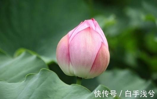 桃花|10月下旬，喜鹊报喜，4属相桃花朵朵，爱情甜蜜蜜，生活美满