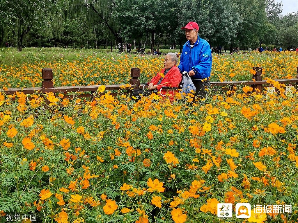 北京奥森公园|国庆假期过半 北京奥森公园菊花绽放醉游人