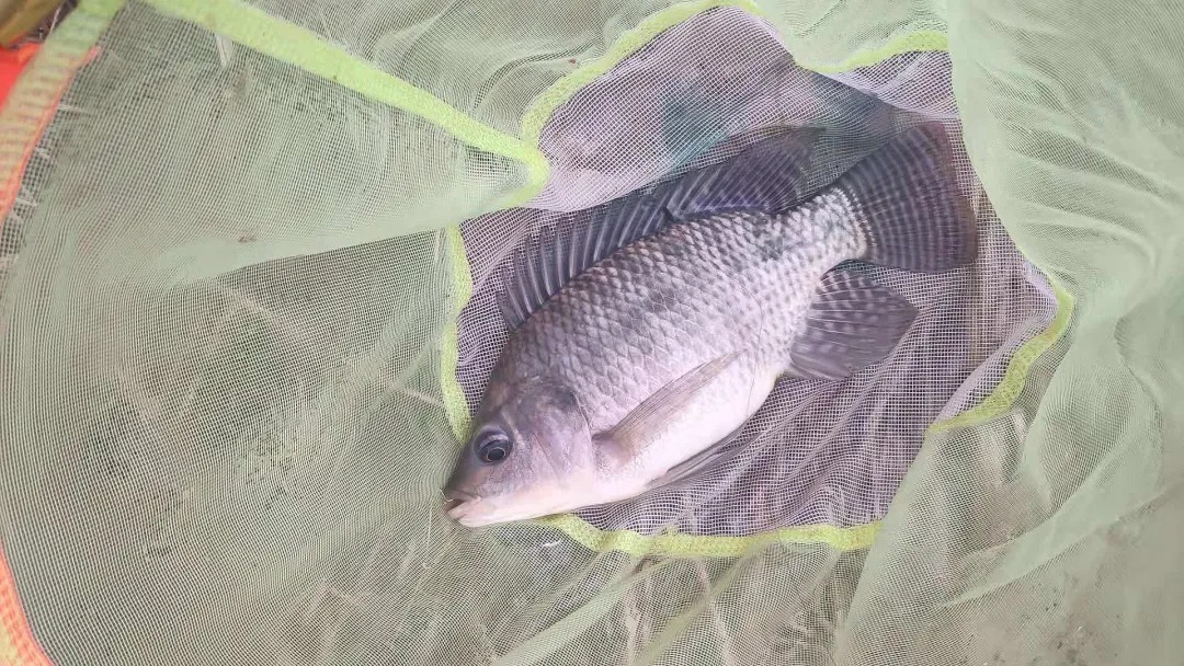 冬钓如何快速上鱼？学会这几招，鲫鱼比夏天还好钓