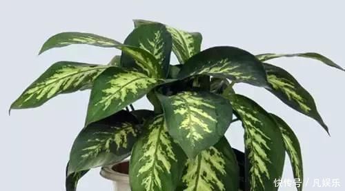 严禁入室的花,看完吓一跳你家里有木有